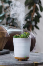Load image into Gallery viewer, Airome BDPSC Potted Succulent Diffuser